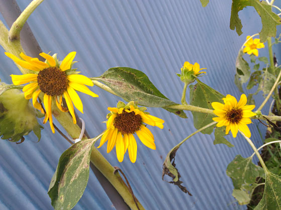 c0335348_17154328.jpg