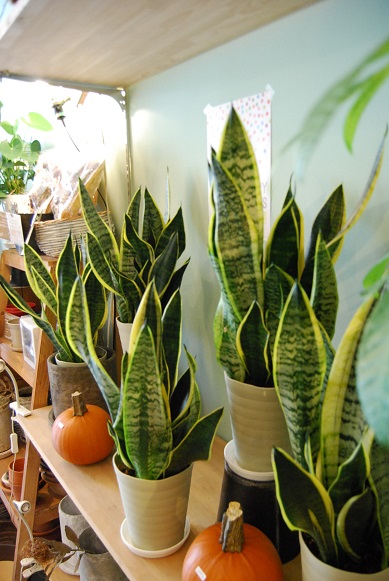 花鉢や観葉植物が入荷しました。_a0201358_190986.jpg