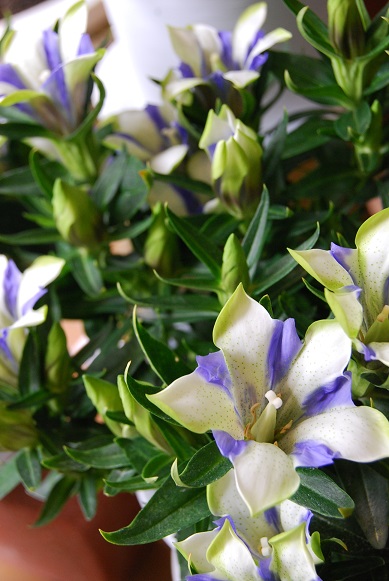 花鉢や観葉植物が入荷しました。_a0201358_1943220.jpg