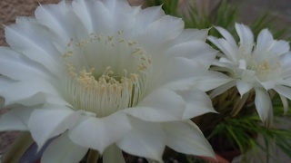 迎え盆_f0374160_17194334.jpg