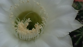 迎え盆_f0374160_17194361.jpg