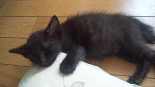 はじめまして(=‘x‘=)×2です♪_f0374160_17195425.jpg