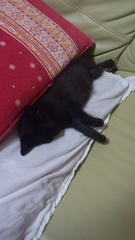 はじめまして(=‘x‘=)×2です♪_f0374160_17195437.jpg