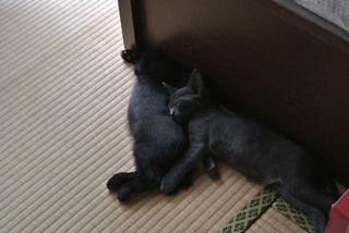 茹で落花生~♪_f0374160_17200336.jpg