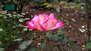 f0374160_17225505.jpg