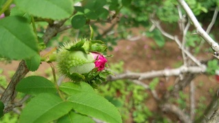 f0374160_17225520.jpg
