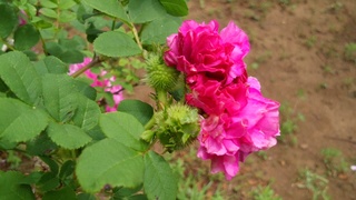 f0374160_17225535.jpg