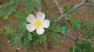 f0374160_17225539.jpg