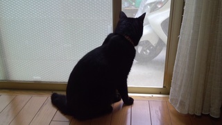 シュシュ♪_f0374160_17231607.jpg