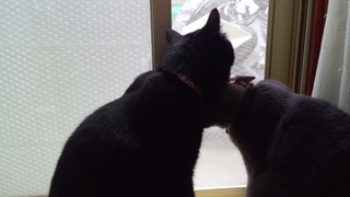 シュシュ♪_f0374160_17231691.jpg