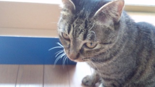 保護しています~♪_f0374160_17244349.jpg