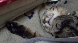 バッグの続き~♪_f0374160_17255401.jpg