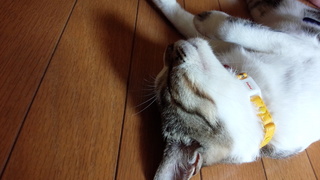 横の線♪_f0374160_17274562.jpg
