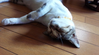 横の線♪_f0374160_17274595.jpg