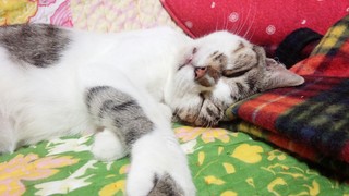 繋げました♪_f0374160_17274680.jpg