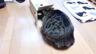 f0374160_17291246.jpg