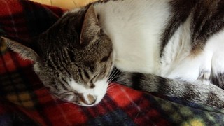 大好きヘクサゴン♪_f0374160_17301485.jpg