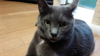 追加のねこ天使作りました♪_f0374160_17323782.jpg