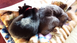 ねこ天使をアレンジ♪クリスマスリース_f0374160_17323828.jpg