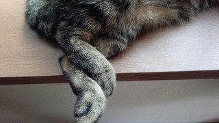 鳥シリーズ*試作ミニポーチ♪_f0374160_17350336.jpg
