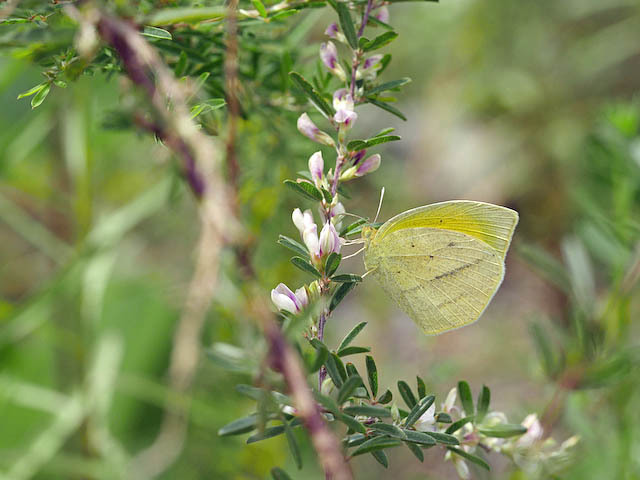 f0199866_20175945.jpg
