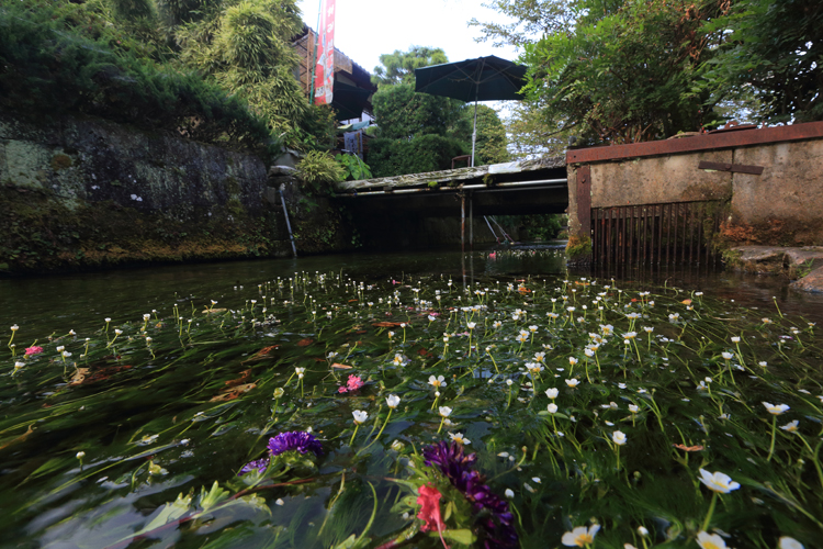 【番外編】醒ヶ井の梅花藻_e0051888_03654100.jpg