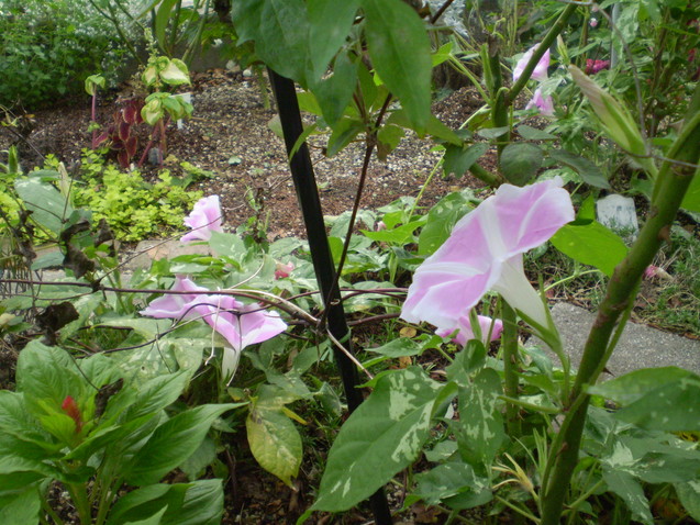 a0135990_2158098.jpg