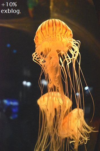 d0064000_21364807.jpg