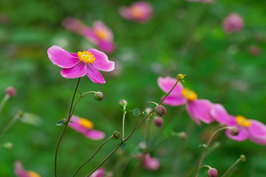 花之江の郷の秋の始まり1_a0263109_09425558.jpg