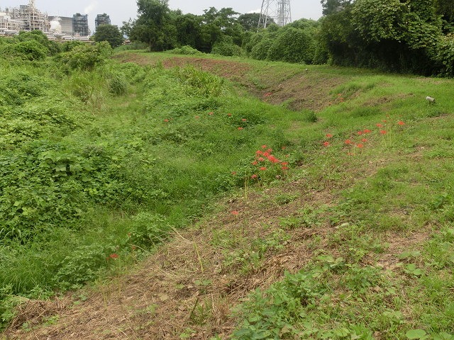 やっぱりヒガンバナは偉い! 今年もしっかり花が咲き始めた_f0141310_84142.jpg
