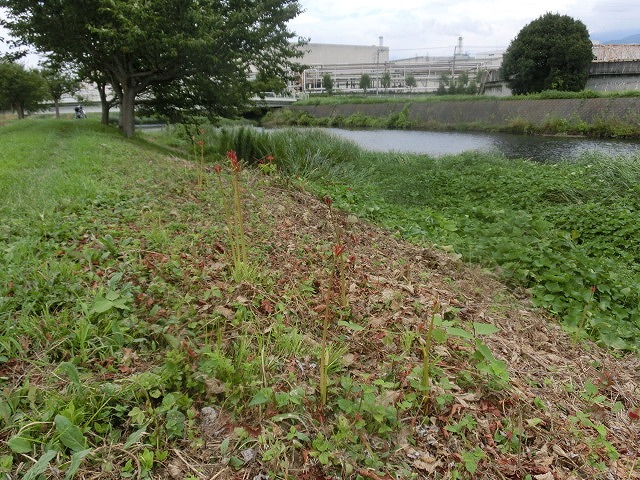 やっぱりヒガンバナは偉い! 今年もしっかり花が咲き始めた_f0141310_84396.jpg