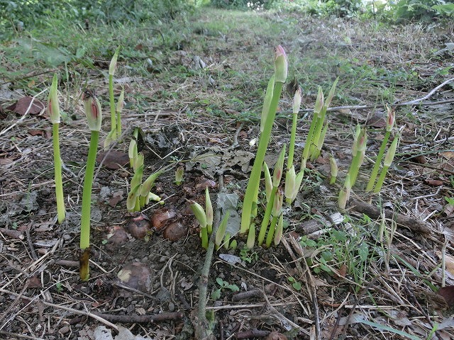 やっぱりヒガンバナは偉い! 今年もしっかり花が咲き始めた_f0141310_853812.jpg