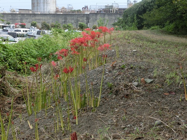 やっぱりヒガンバナは偉い! 今年もしっかり花が咲き始めた_f0141310_855346.jpg