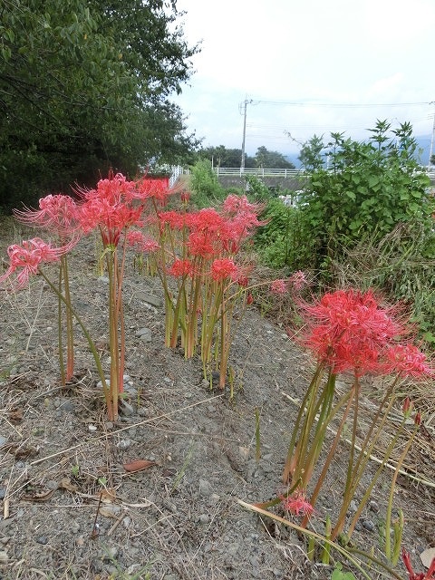 やっぱりヒガンバナは偉い! 今年もしっかり花が咲き始めた_f0141310_86248.jpg