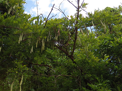 a0164011_21513061.jpg