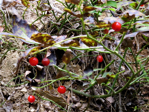a0164011_2151412.jpg