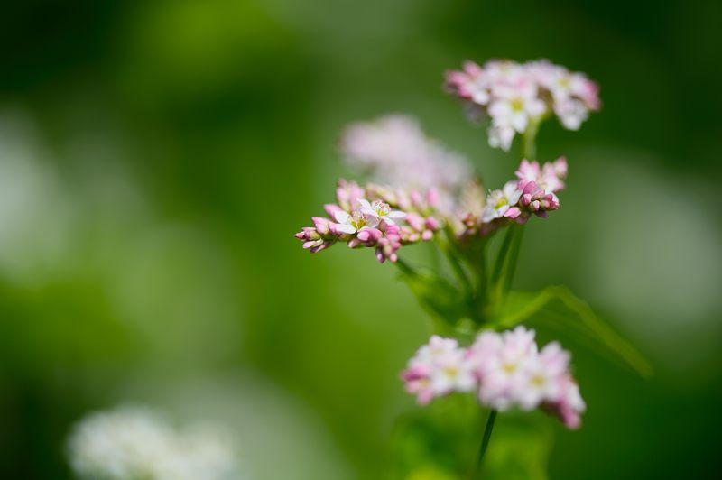 蕎麦の花＠亀岡犬甘野_f0032011_19355774.jpg