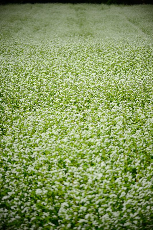 蕎麦の花＠亀岡犬甘野_f0032011_19371554.jpg