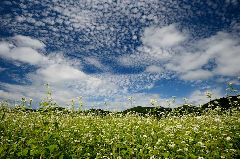 蕎麦の花＠亀岡犬甘野_f0032011_1938051.jpg