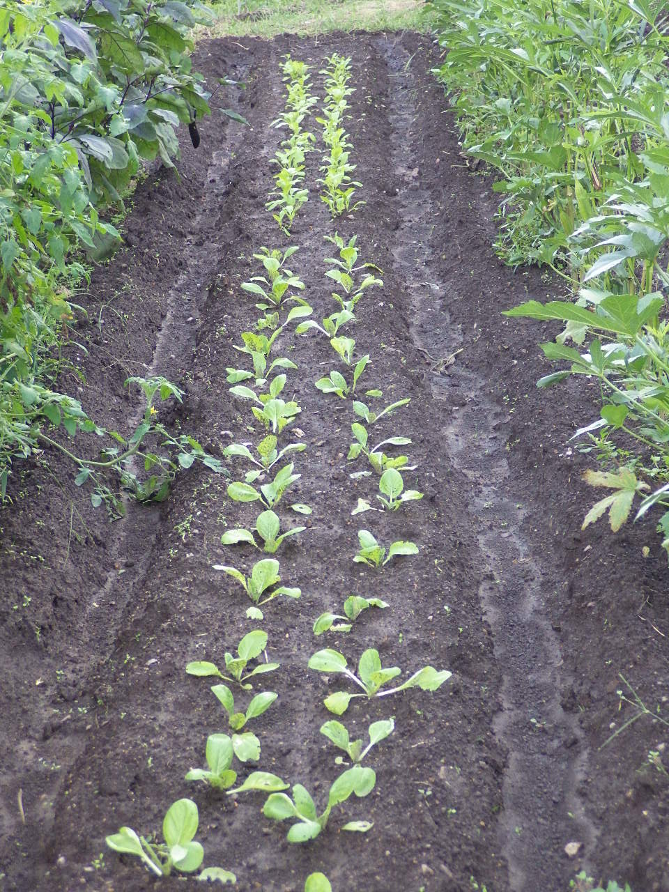 結球高菜の苗を植え着けしました。_c0300035_916432.jpg