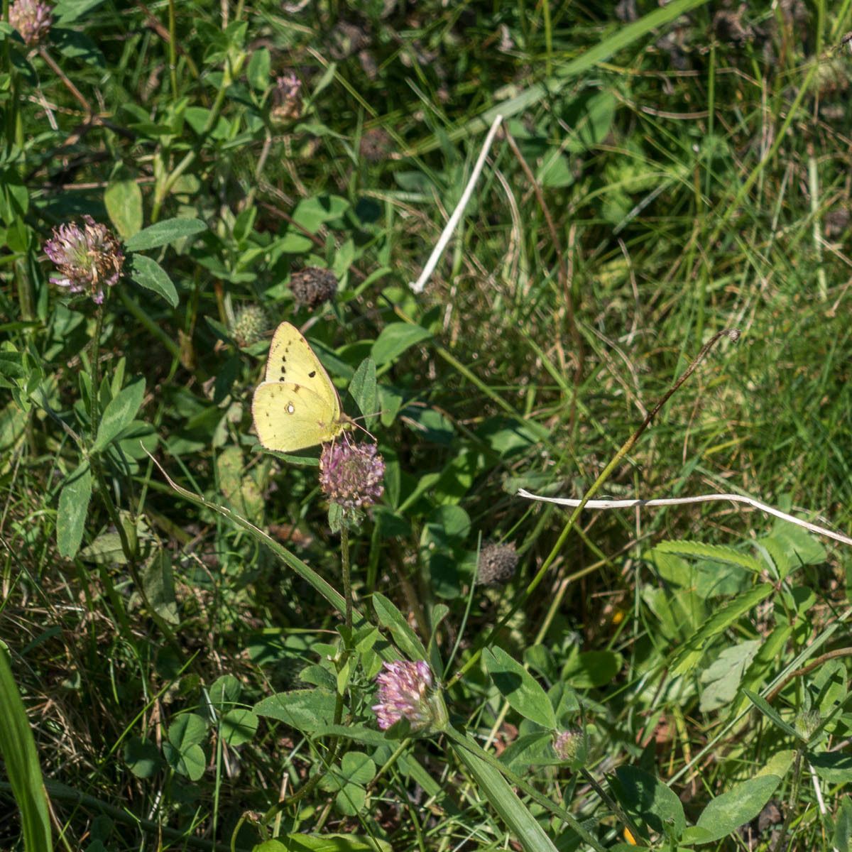 今回出会った北海道の昆虫_b0316339_17554928.jpg