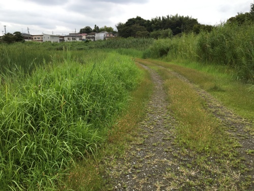 10年が経過した大柏川第一調整池緑地 散歩ガイド