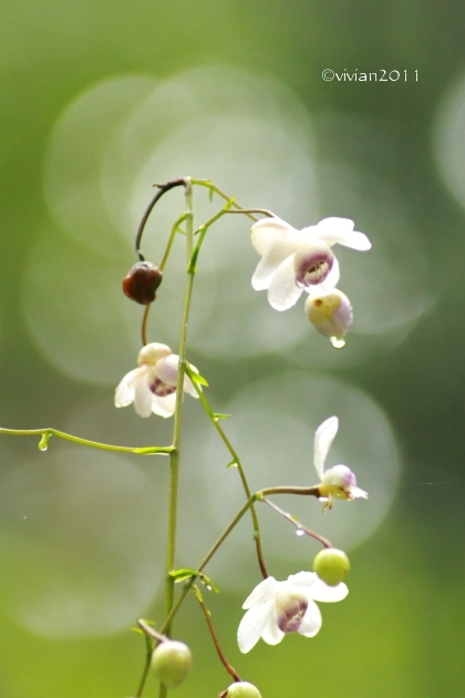 9月の写真クラブの撮影会 ~雨にこだわって in 花之江の郷~_e0227942_21525271.jpg