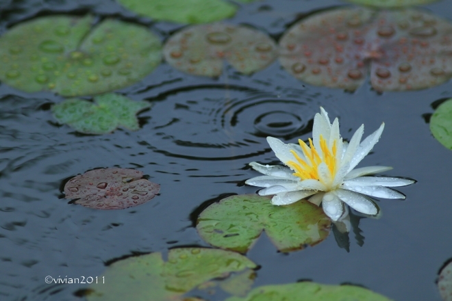 9月の写真クラブの撮影会 ~雨にこだわって in 花之江の郷~_e0227942_21570546.jpg