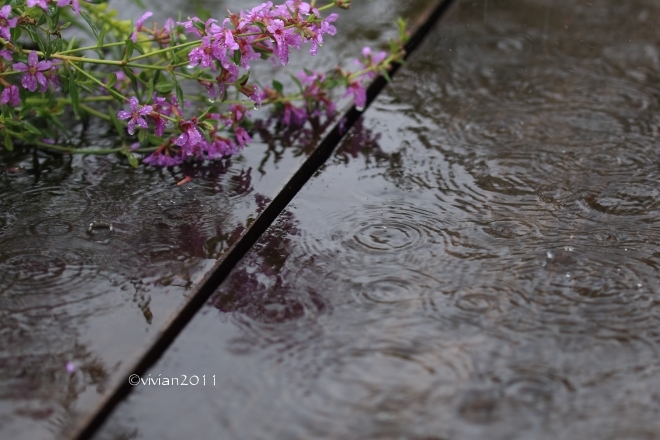 9月の写真クラブの撮影会　～雨にこだわって in 花之江の郷～_e0227942_21582872.jpg