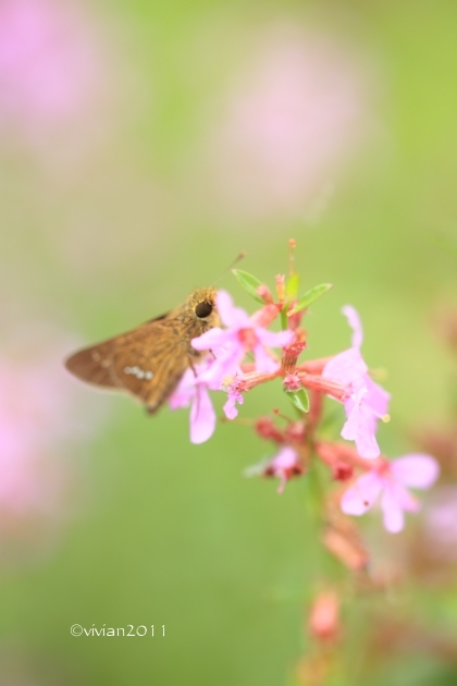 9月の写真クラブの撮影会 ~雨にこだわって in 花之江の郷~_e0227942_21591942.jpg