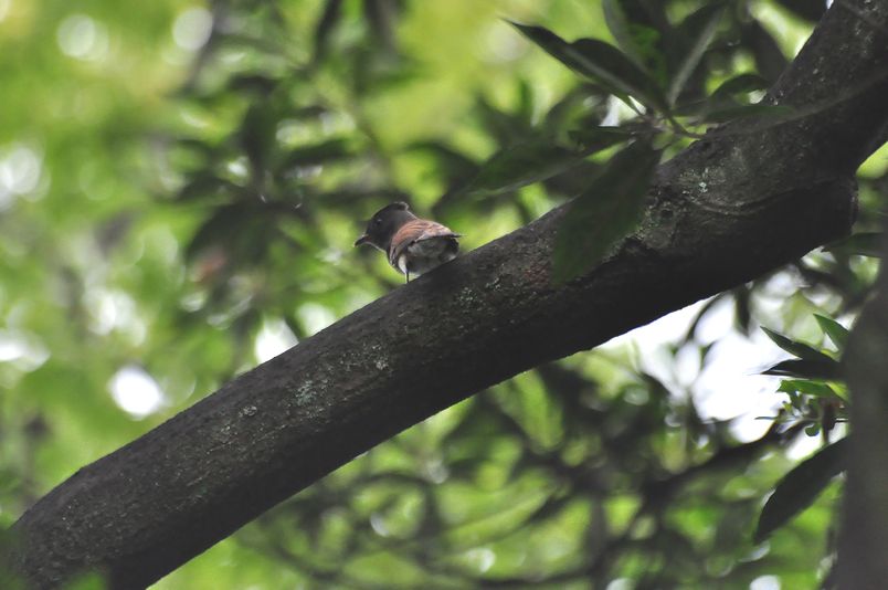 9月14日(曇一時雨)タイトル：サンコウチョウ、コルリ_f0105542_14345962.jpg