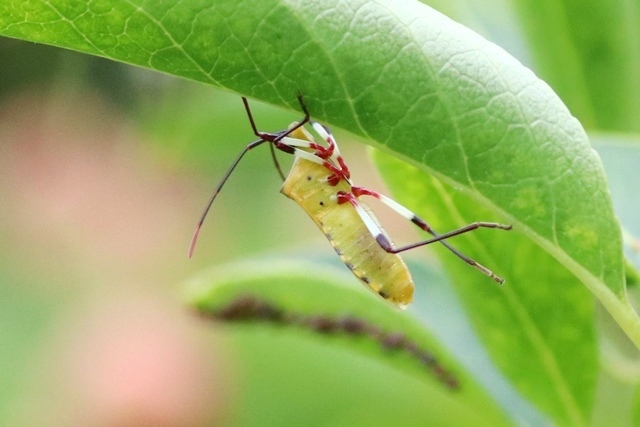 マユミ に キバラヘリカメムシ 野山の住認たち
