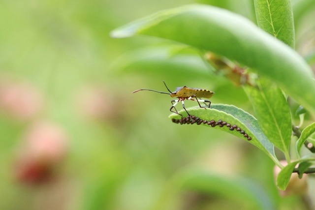 マユミ に キバラヘリカメムシ 野山の住認たち