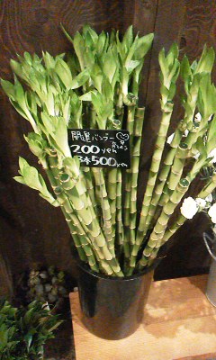 開運竹 ミリオンバンブー 目黒区 都立大の 花屋 Moco 花と 植物で楽しい毎日 一人で全力で営業中 開運竹 ミリオンバンブー 目黒区 都立大の 花屋 Moco 花と 植物で楽しい毎日 一人で全力で営業中
